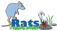 Cliquez ici pour voir si nous avons des rats disponibles